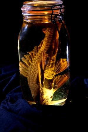 Image of fish in a jar